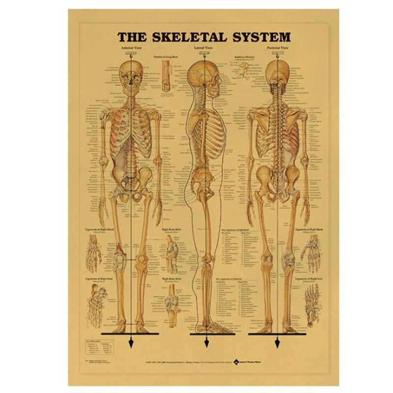 Home Decor Indonesia - Vintage İskelet Sistemi Tıbbi Poster Odası