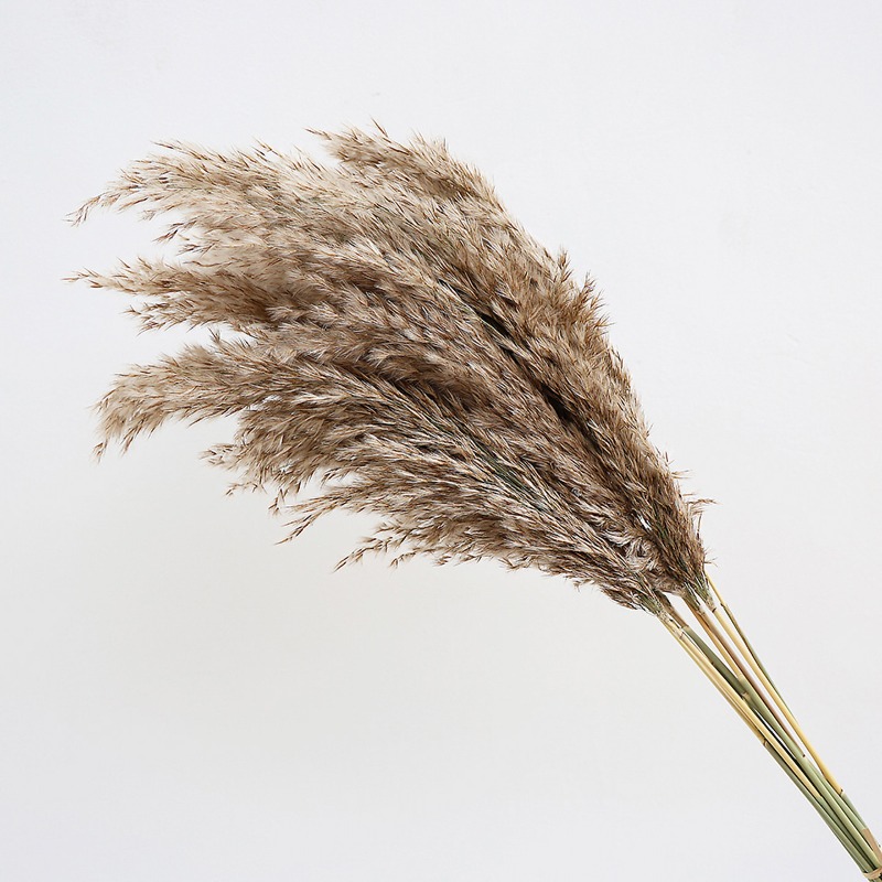 10 Adet Renkli Doğal Sazlık Pa - Pampas Grass Decor incelemesi ve fiyatı